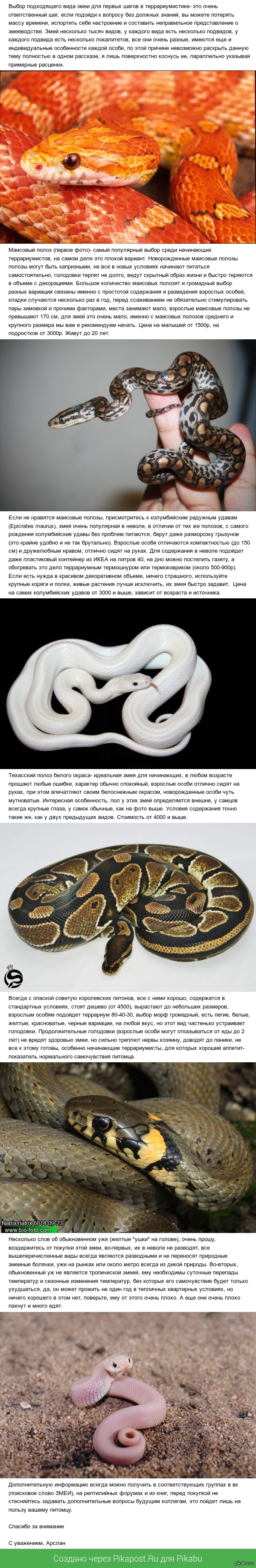 Выбор первой змеи