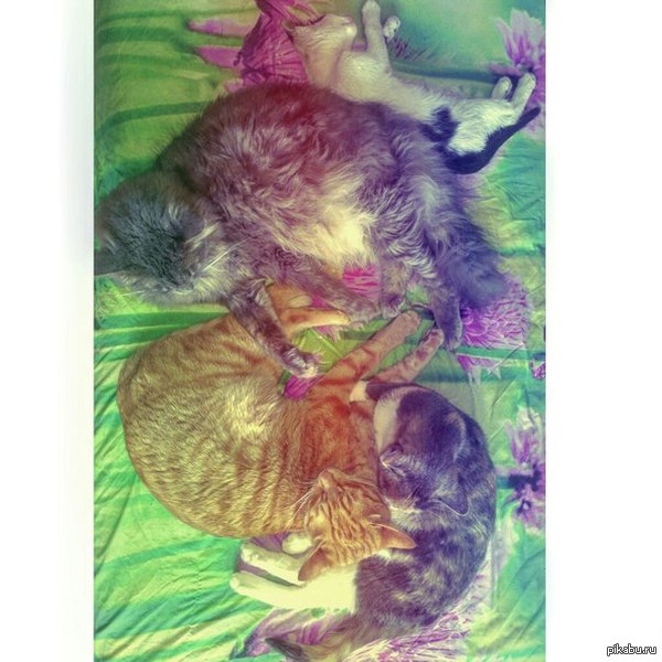 �������� ��������