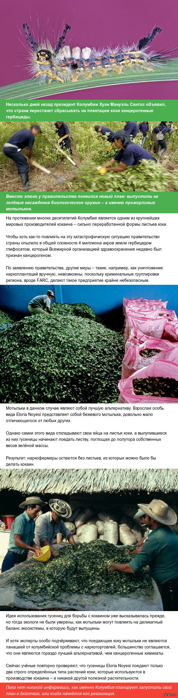 Колумбия планирует бороться с наркоторговлей с помощью прожорливых гусениц