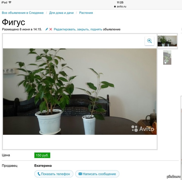 ����-� �� �������