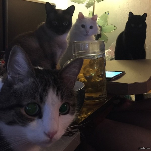 Просто мои четыре кошки.