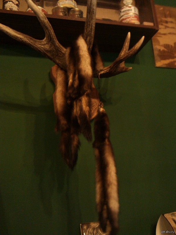 Хорьки "резвятся"