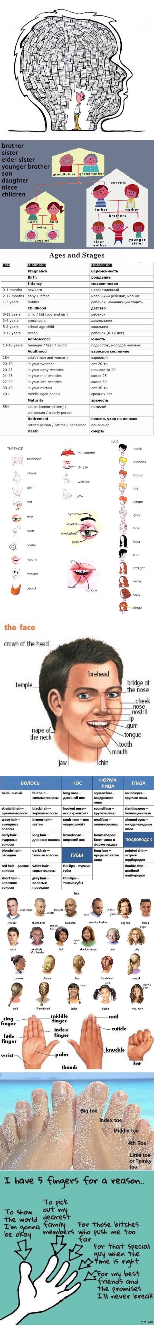 Human ( ) appearance( ), family tree( / ), age and stages(   ), parts of body(  )