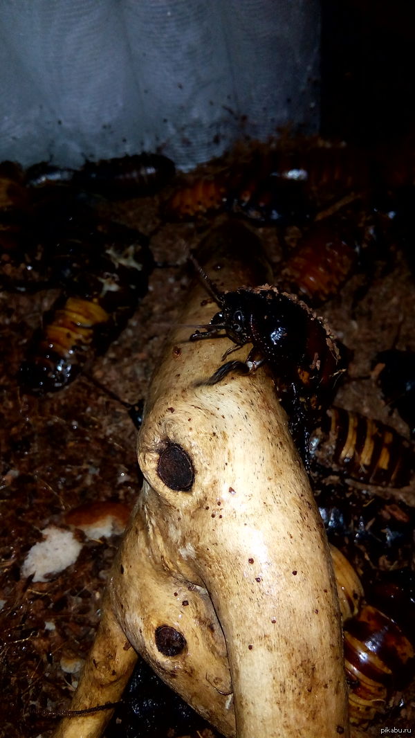 Пошелестим усиками, потрем лапками.