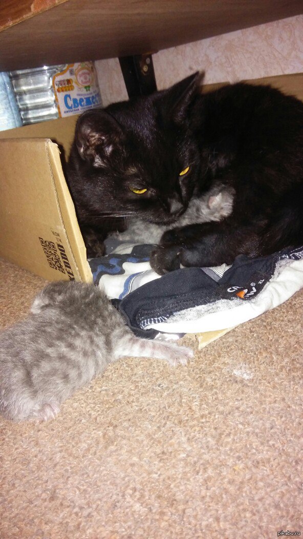 Котята в хорошие руки.