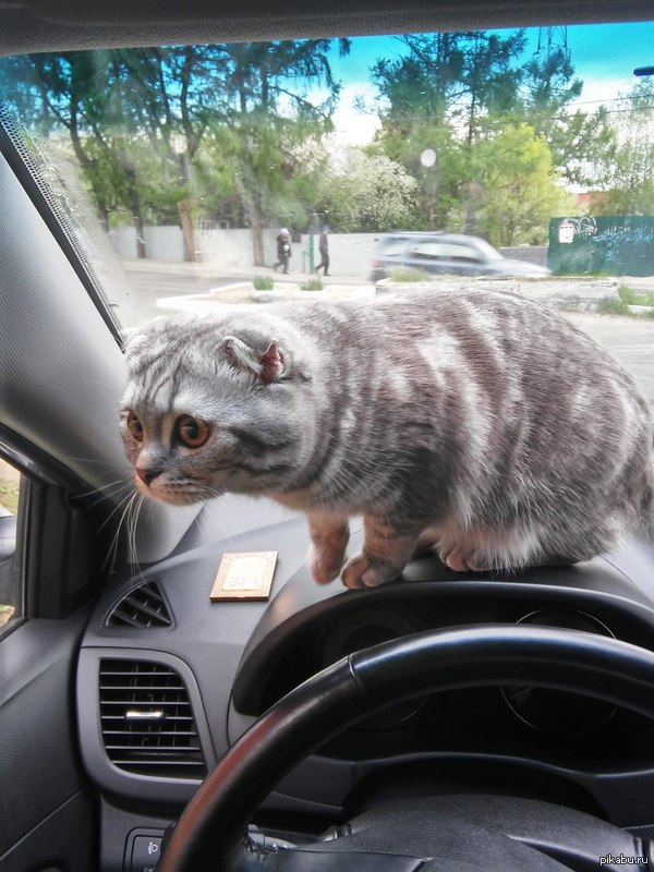  &quot;Scottish fold&quot;     .   ,    