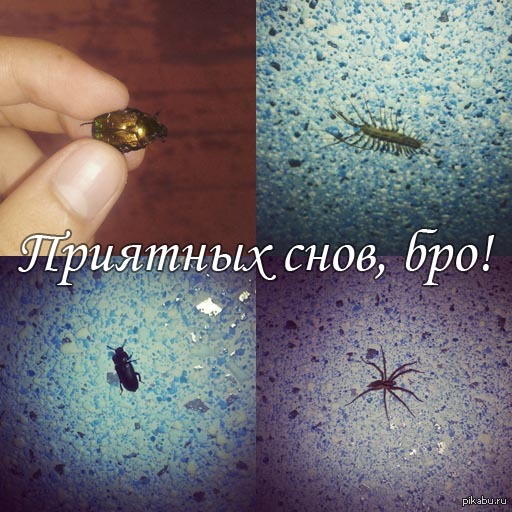 Ночные гости