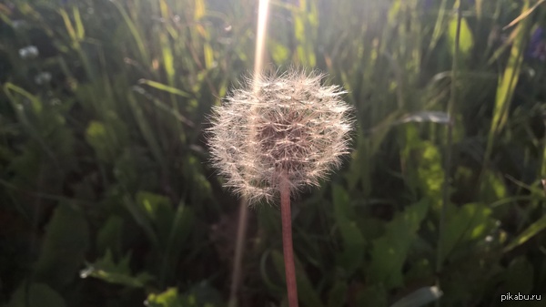 Красивый одуванчик