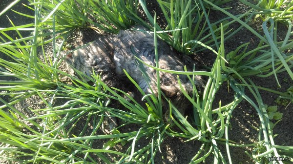 ��� �������� ��� ��� � ����