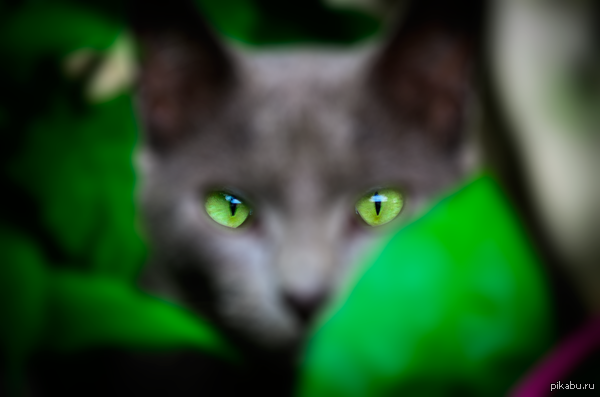 ��� ��������� �������