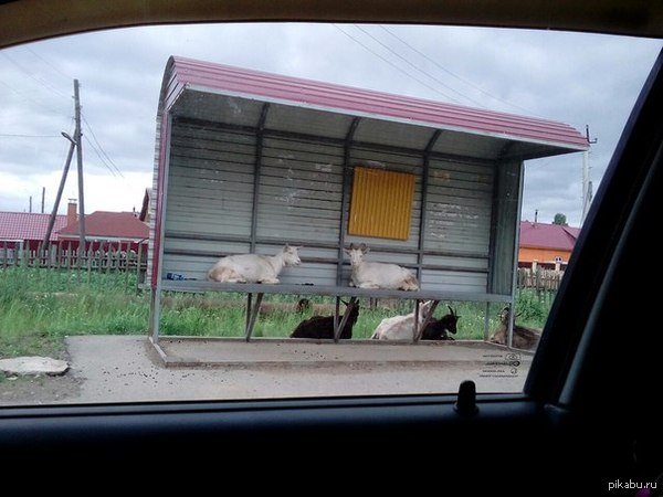 ������� ���� �������)