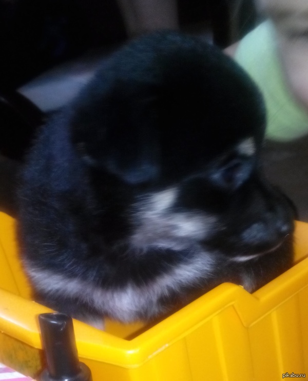 Назвал его Каналья