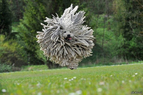 Просто венгерская овчарка