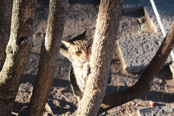 Больше котов для бога котов