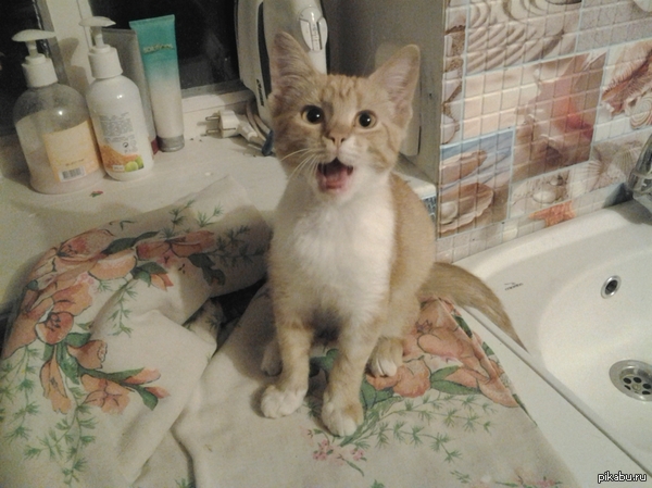 My cat when I tell her about my life. - My, cat, Astonishment, cat surprise