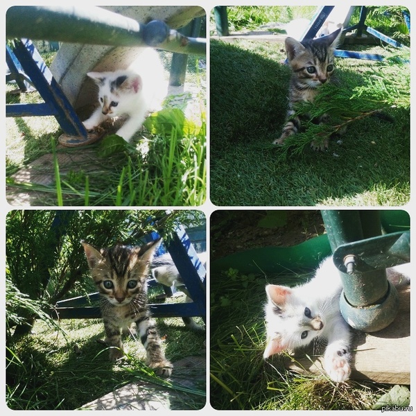 Очаровашки ищут дом