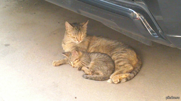 Минутка милоты