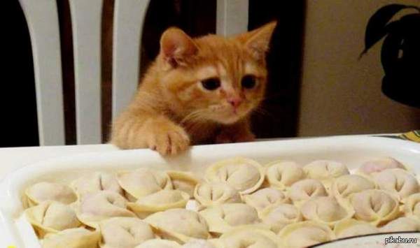 �������� ���