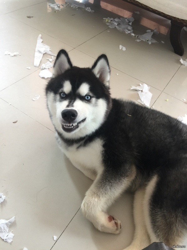 ���� �����