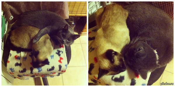 ���� , ���� )