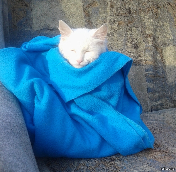     ,    :3