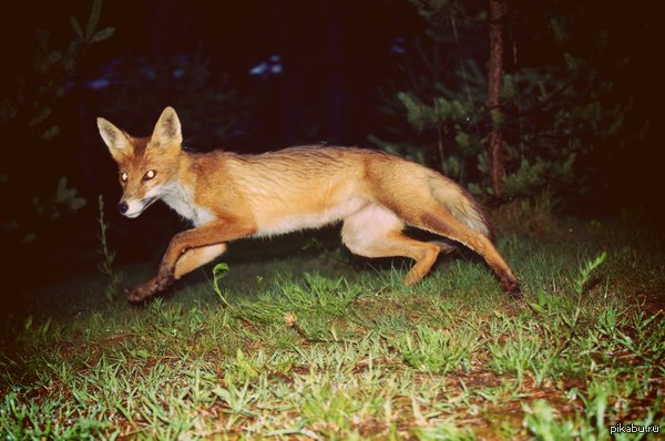 ������ �������� ���� - ���������� ������� �� ������ �����-������ ����-��� ������.