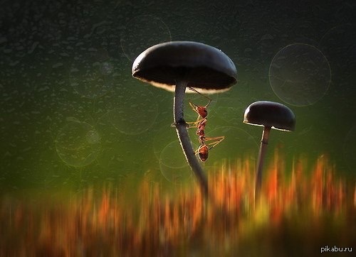 Большая ноша | Пикабу