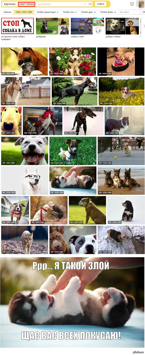 Ну очень злые собаки!