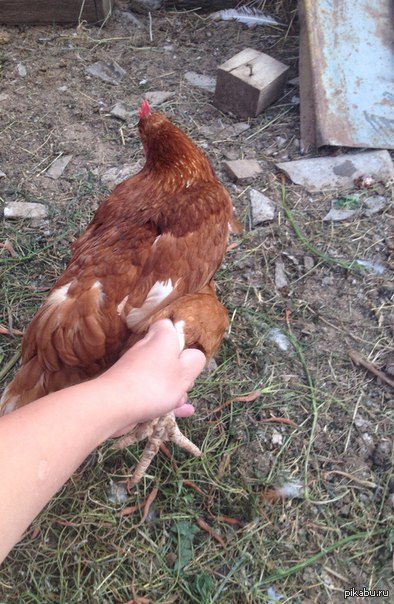 ������ �� ����