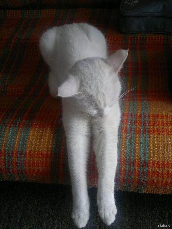 �������� �����)