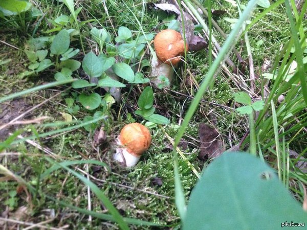 Подосиновики