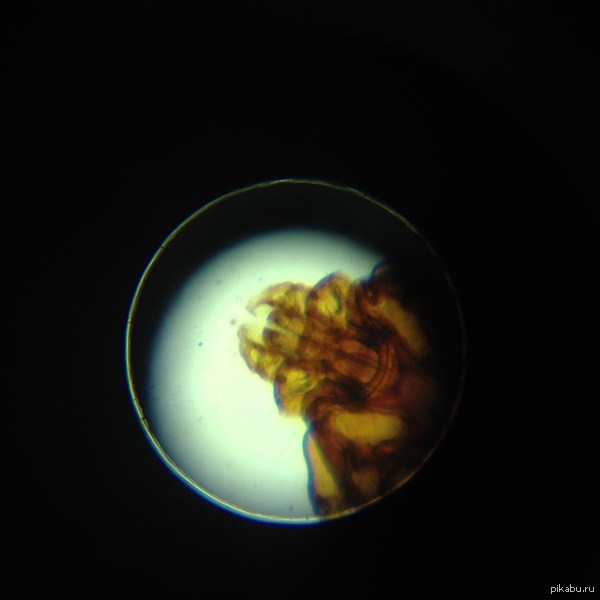 ��� - ������� ������� �����