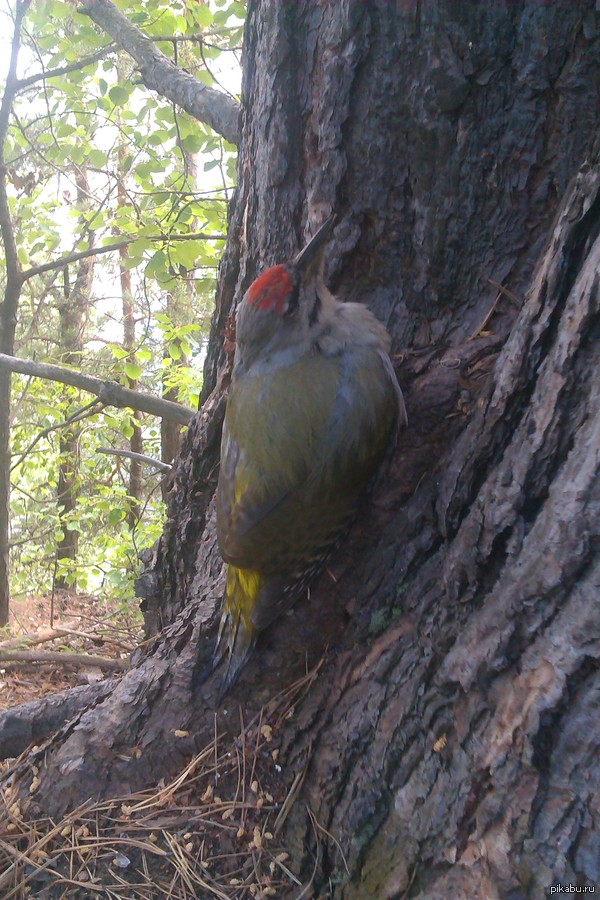 Вот такого красавца встретили в лесу! | Пикабу