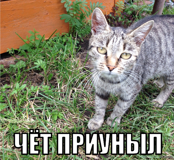 Кот приуныл