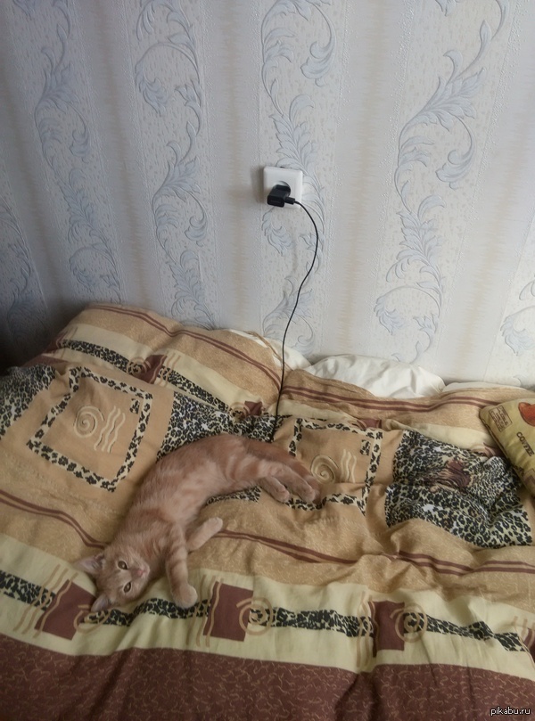 Не пойму ?