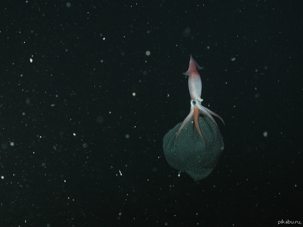   Gonatus onyx      ,  ""   ,     ,  , ""   .