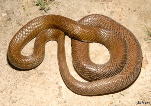 Версия уробороса от СЦП. Не столь каноничная, зато в разы реалистичней.