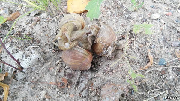 Оргия улиток.