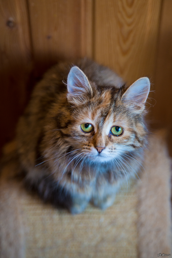 Кошка-печалька