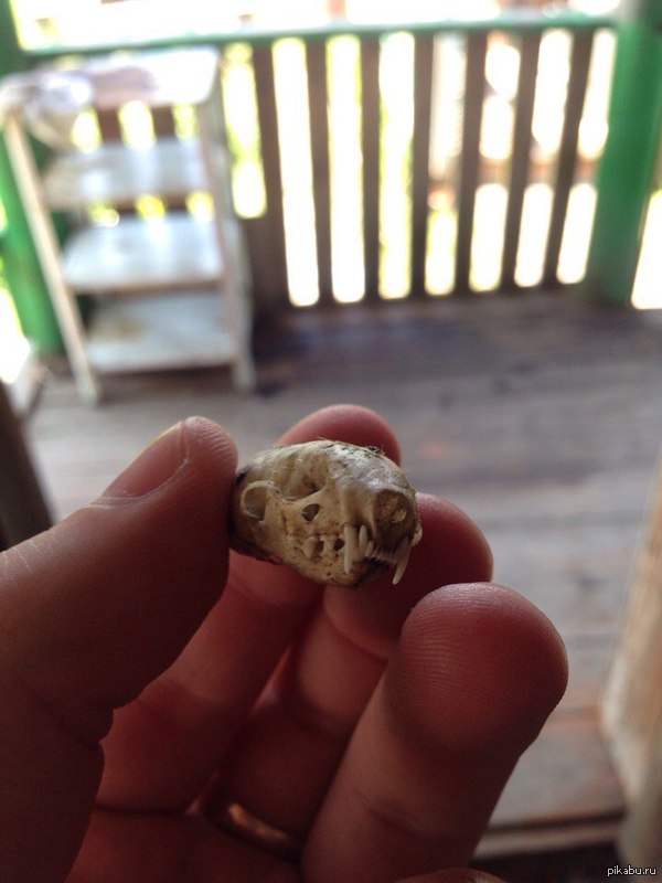 Нашел на даче вот эту головеху) подскажите что это за динозавр такой был?) (В комментах еще одно фото)