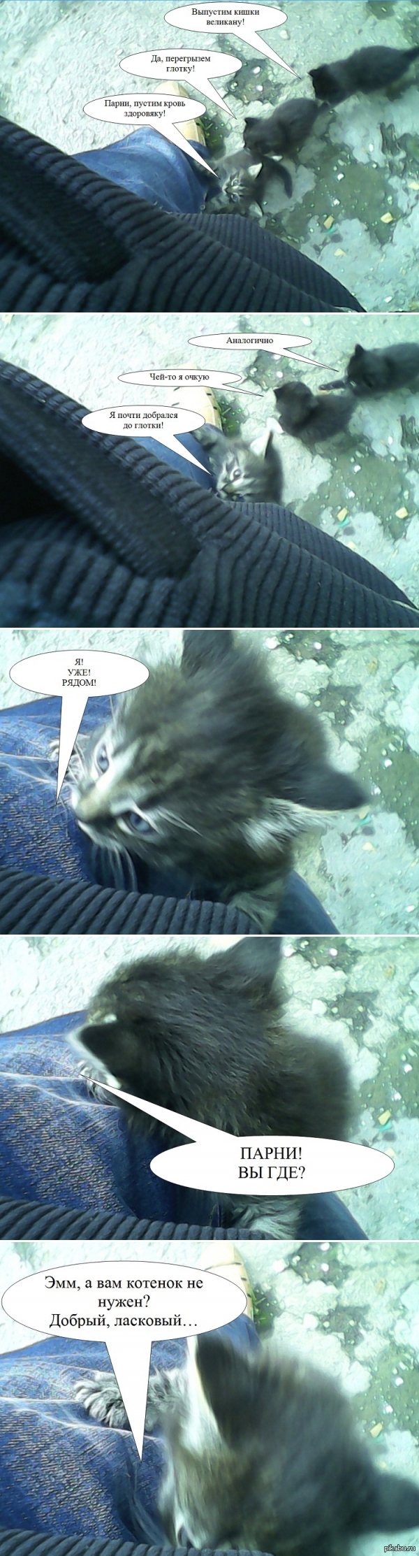 Cruel cats or the story of one betrayal - My, Comics, cat, My