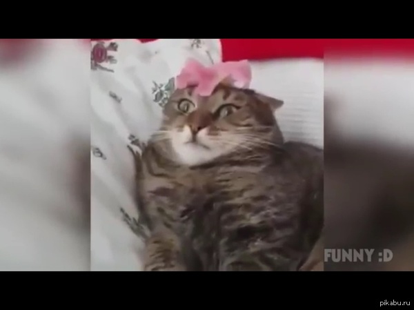 ���� ����� �������
