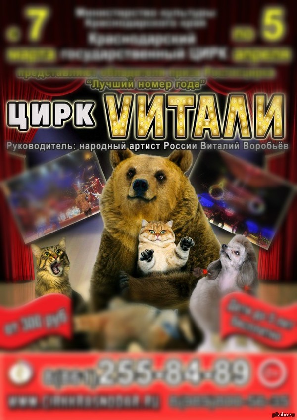 Цирк не люблю, но кот ржачный | Пикабу