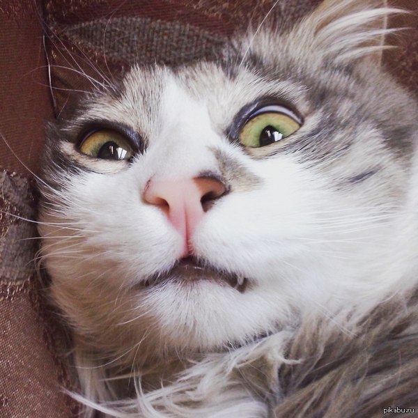 Кот Гораций | Пикабу