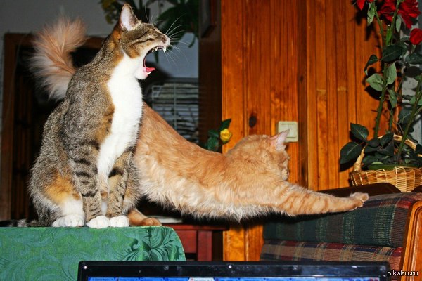 Удачный кадр