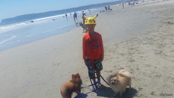 Первый раз на пляже для собак