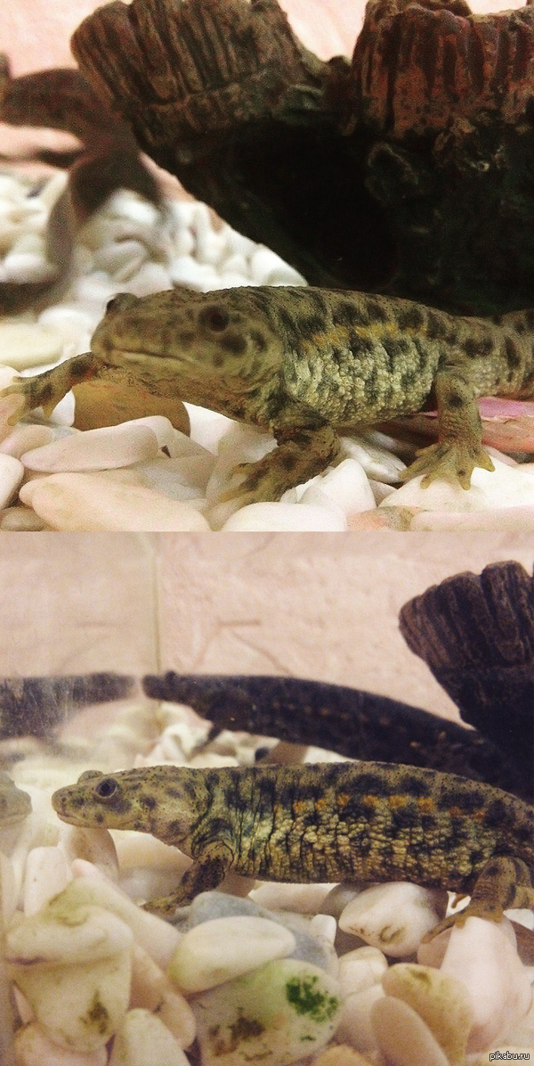 ��� �������