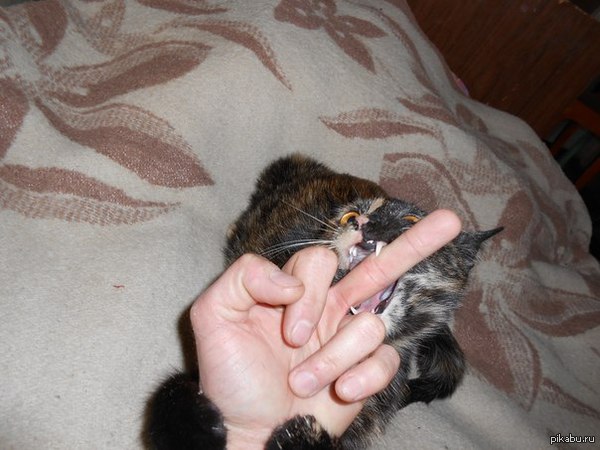 Тигр недоделанный