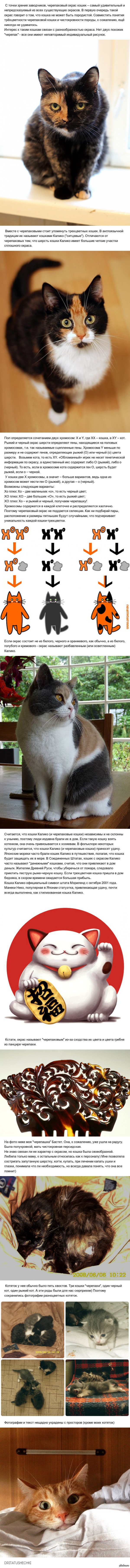 �����, ������� �������� �������.