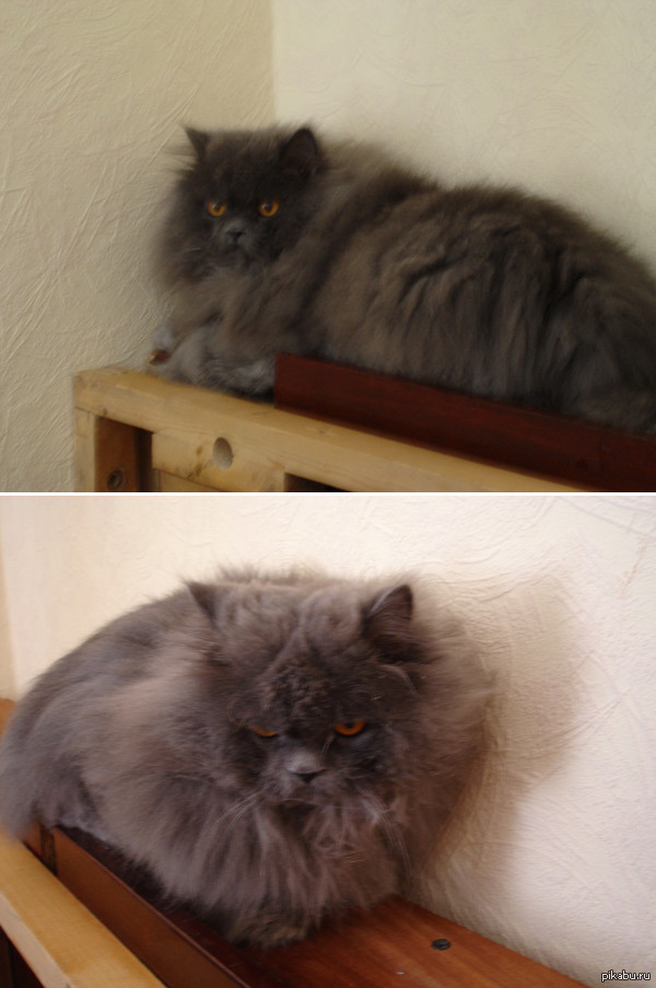 Его звали Вильям Вильгельмович. Пост грусти =(